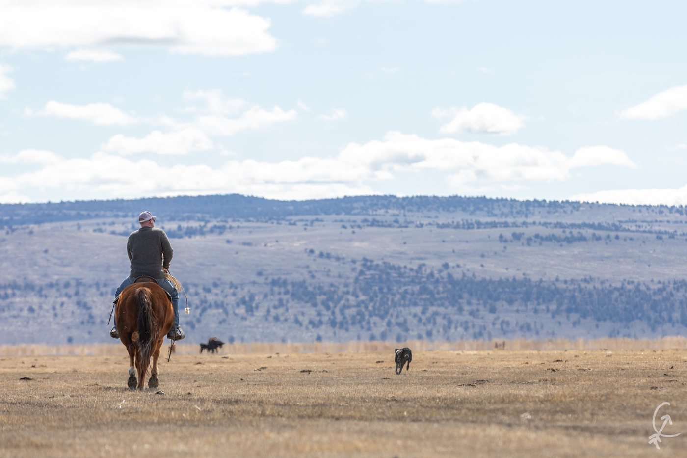 A rider on horseback and stock dogs moving across open ranch country