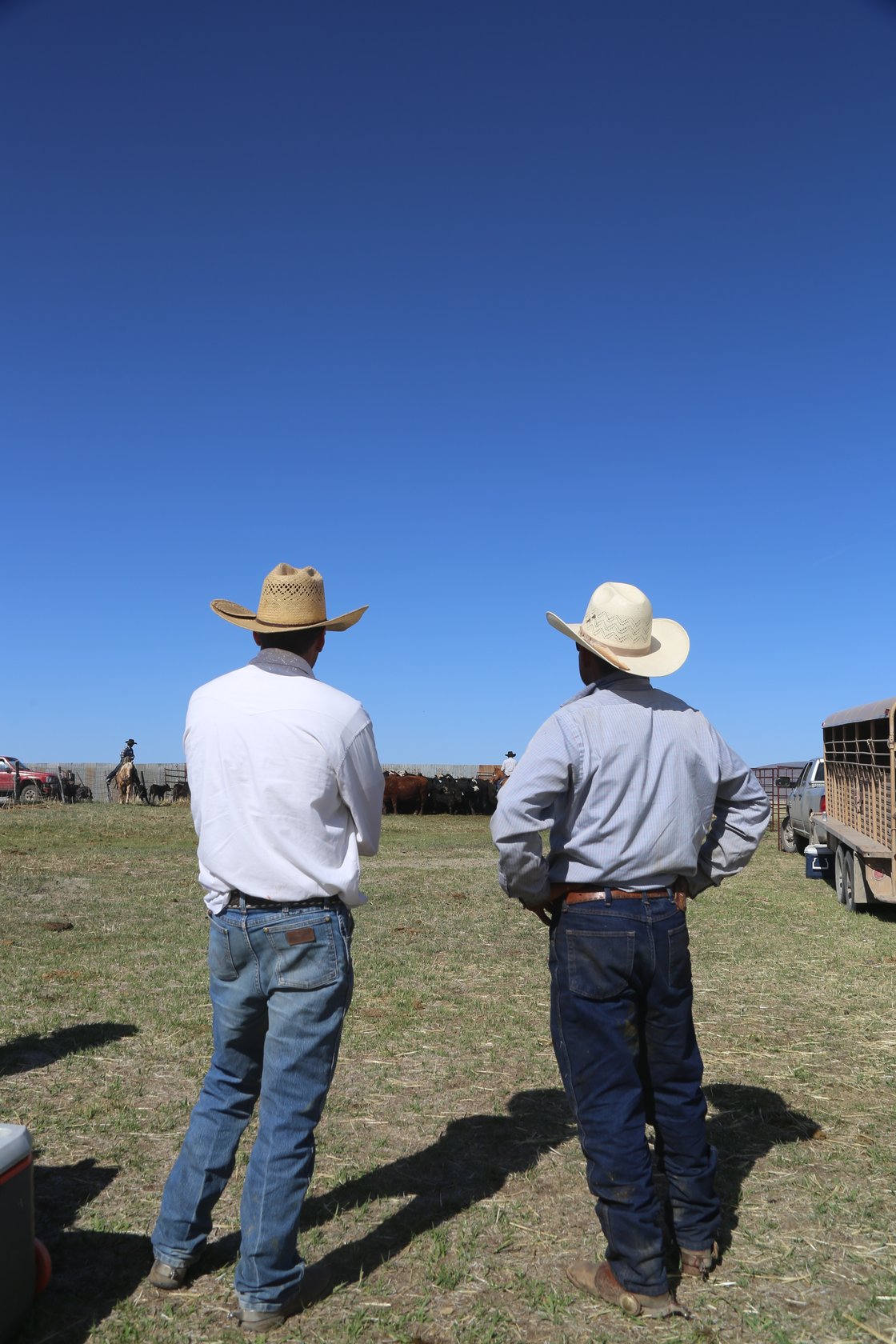 Two people watching cattle work, with riders and livestock trailers beyond