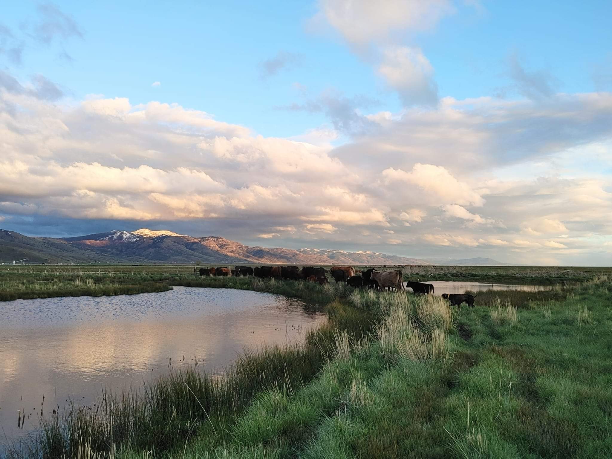 Cattle beside water and green grass, with mountains under a cloud-filled sky