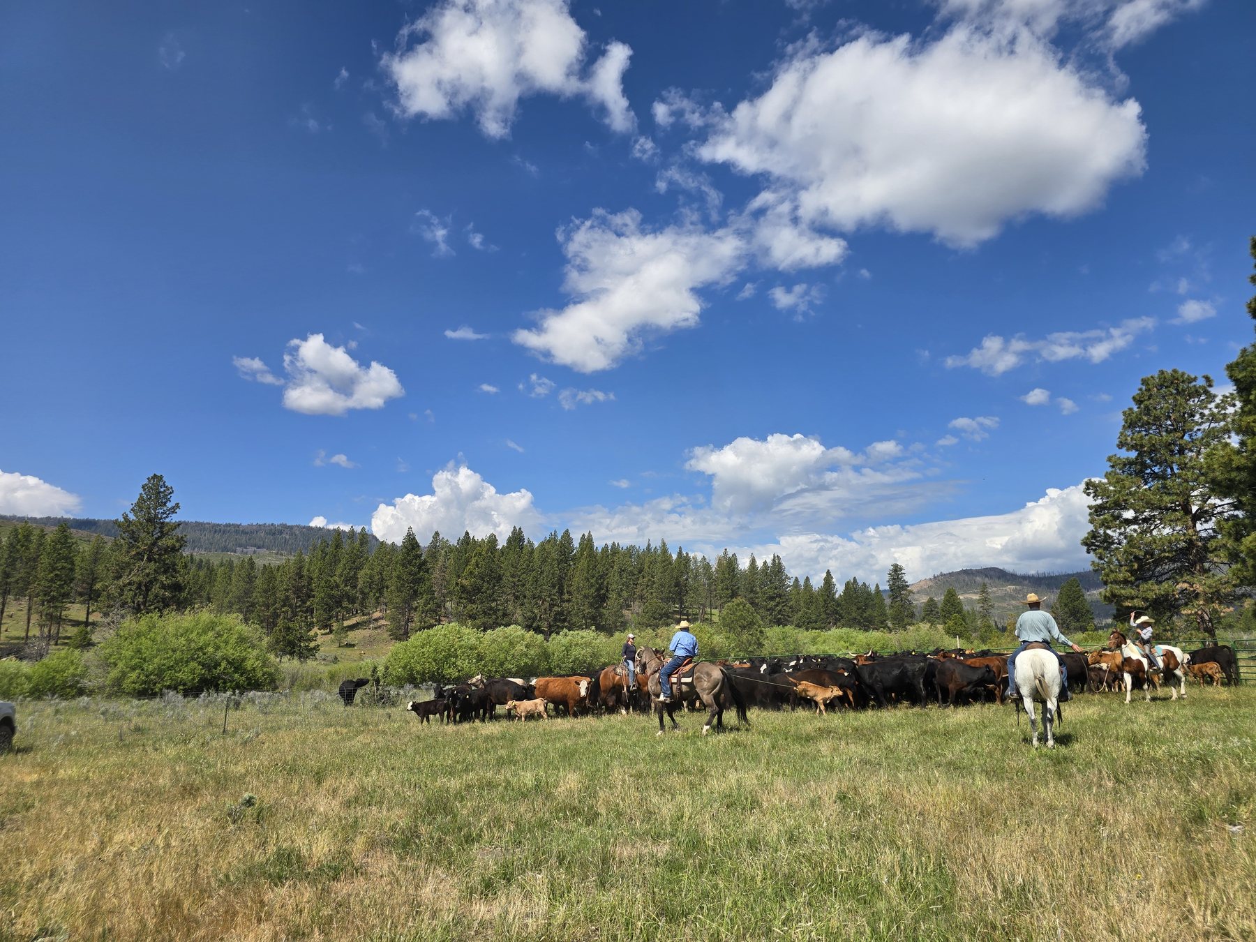 Riders on horseback working with cattle in a meadow bordered by trees and hills